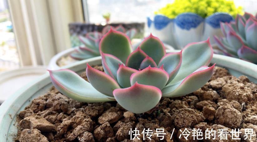 花友们|天热养多肉,抓住3重点,盆栽不患黑腐病招害虫