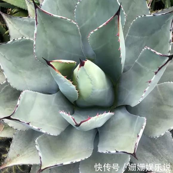 煞气|3种“丑花”,长得不怎么样,却能旺运镇宅,关键还好养