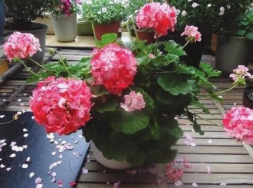 夏季飞蚊惹人讨厌,该怎么办盆栽上它们不用驱蚊药就能驱蚊