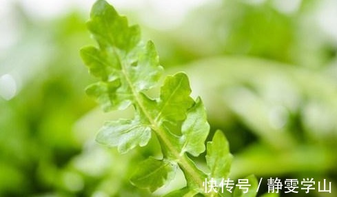 槐花槐花|农村以下几种野菜要多吃，营养价值是马齿苋的5倍，不妨一试
