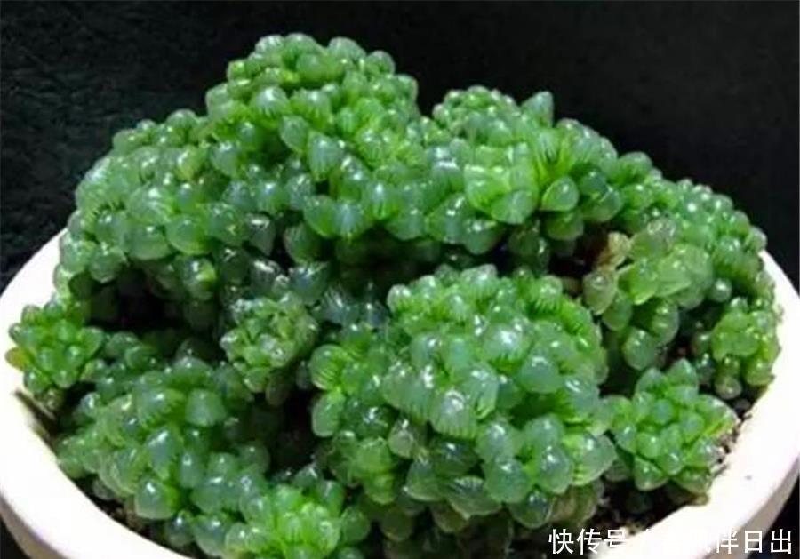阿勇|玉露也能养爆盆,学会5个小技巧,晶莹剔透分枝多