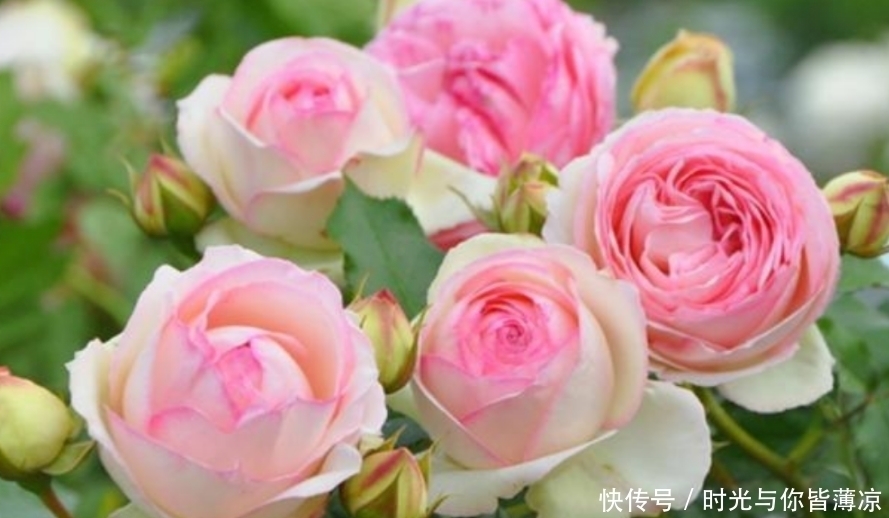 家有庭院就养4种花,夏天开正旺,花期长花朵多,一盆开出200朵花