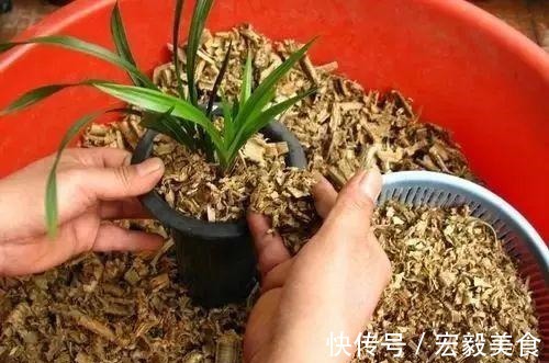 天竺葵|3种懒人扦插法，插啥都活，大白根蹭蹭冒！