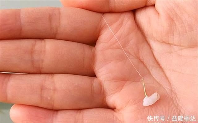 仲春钓鲫鱼,没有这些素饵搞不定的大鲫鱼,如果有,那就换一种