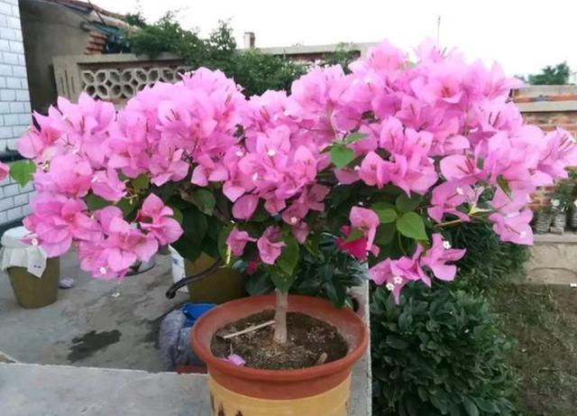 孽芽|养三角梅，就要学会“巧修剪”，花开的量大，很容易开爆盆