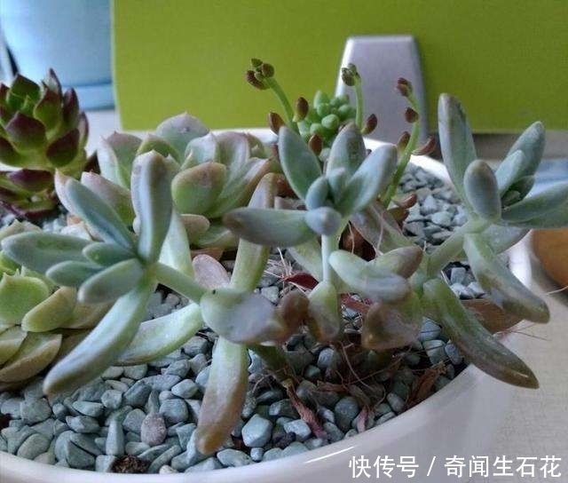 河沙|夏季多肉植物如何生根？教你3种生根小窍门，多肉叶片圆润生根快