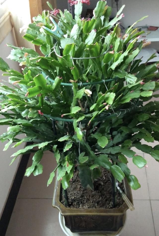 夏天养蟹爪兰记住2个字素养否则秋天只能见到“空花盆”