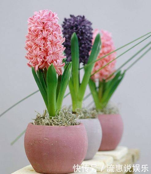 媳妇在家养盆栽风信子,花谢后这样处理,来年依旧花开灿烂