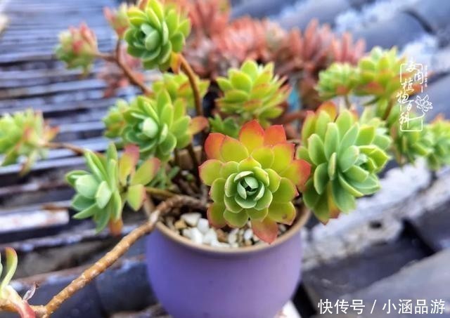从一颗到500多盆,遇见多肉后,满眼全是你!