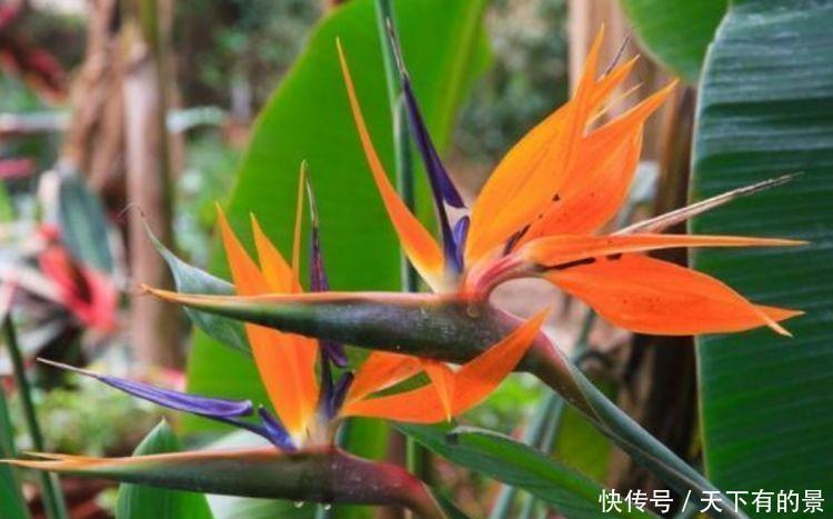 居家就养此款花卉,开花比香水还好闻,养家里满屋香喷喷