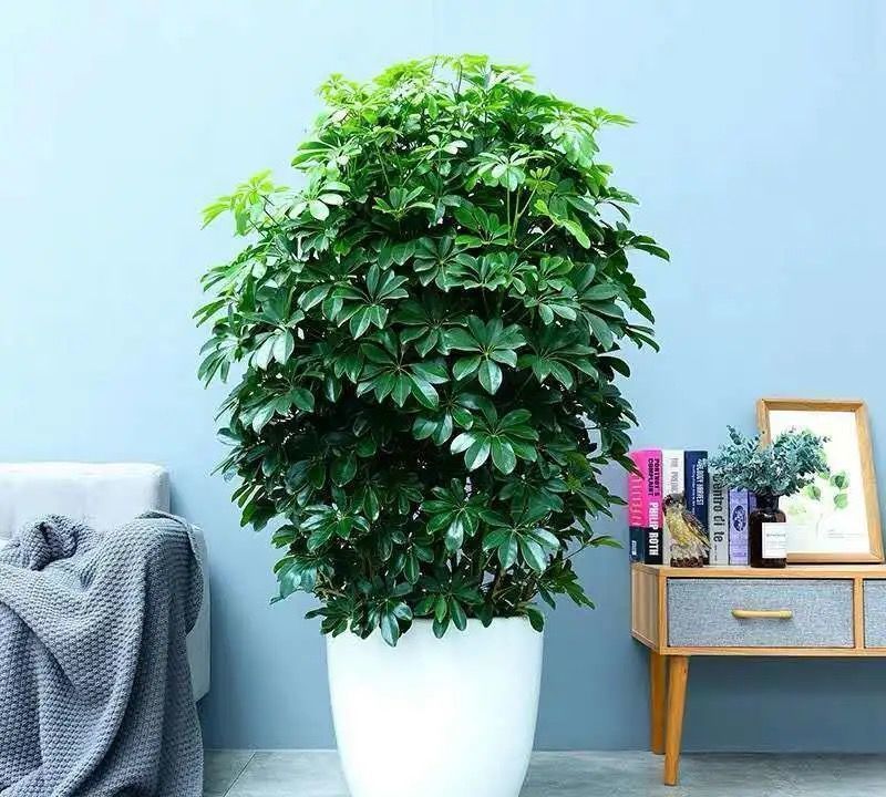 家中养三花,旺人又旺家,老祖先留下的经验,真的有道理