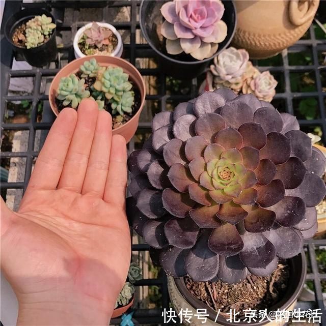 浇水|多肉盛夏“浇水经”1分钟学会,度夏不用愁,高温亦无忧