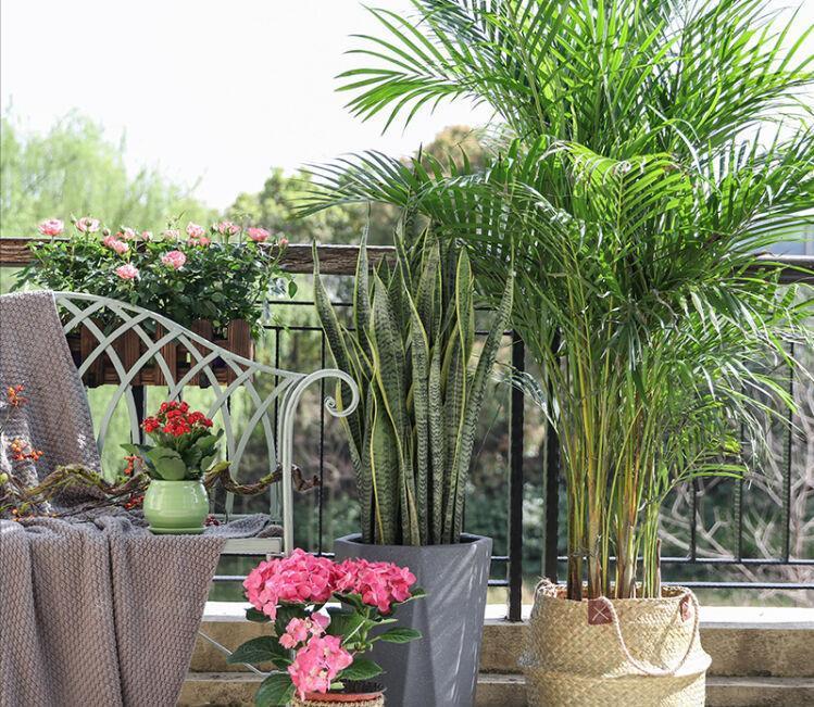 养花|客厅养花，就养“大树”，2年长成“绿巨人”，优雅漂亮，品位佳