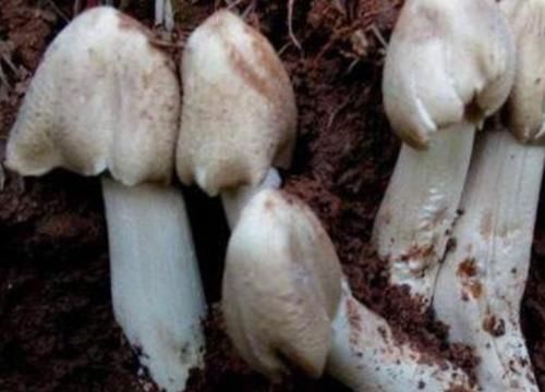 祛除|此物女性常吃,1周2次,祛除湿气,子宫更健康,预防妇科病!