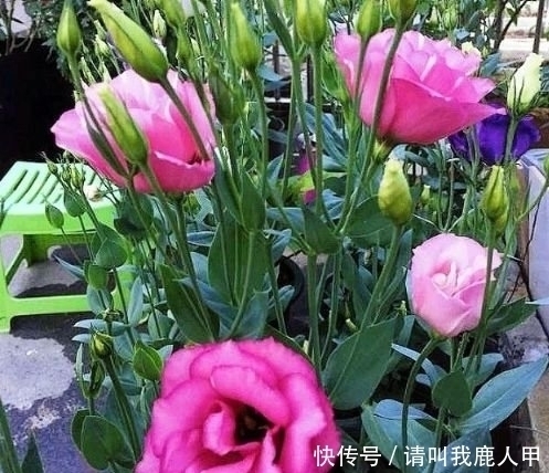 新手|家里阳台养此款花，新手也能养爆盆，花色艳丽，花开枝繁叶茂，美