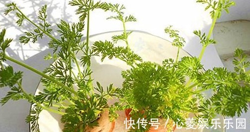 胡萝卜素|3种蔬菜,被称为“补血菜”,阳台盆栽上几盆,足足吃一年!