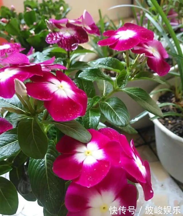 夏天|想要家里四季花开,这20种花,连续能开300天,完全不歇气