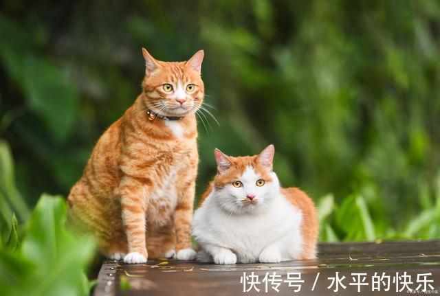 |主人给一公一母两只猫取名，也太搞笑了！原来养猫还能这么好玩？