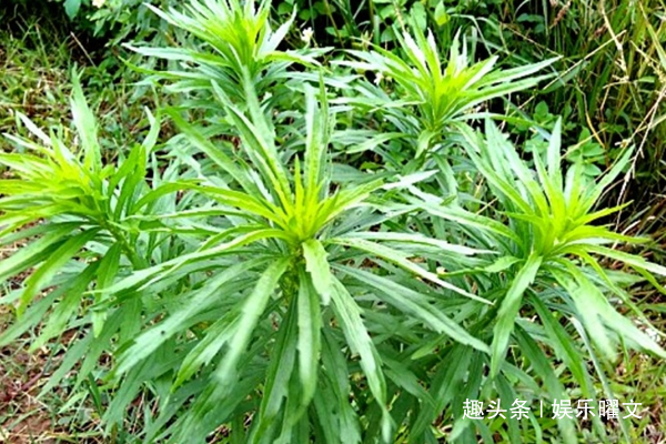 朋友说|农村有一草能降低血压功效,但农民都把它当野草除掉,太可惜了!