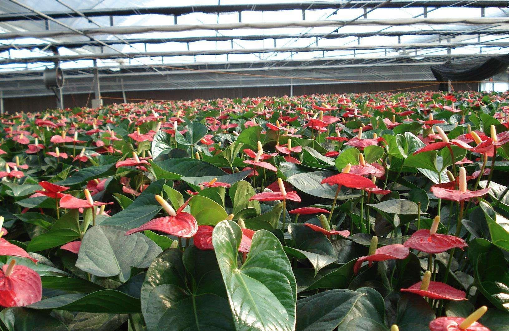 子株|红掌这么养,每年开花,爆盆,1盆变10盆