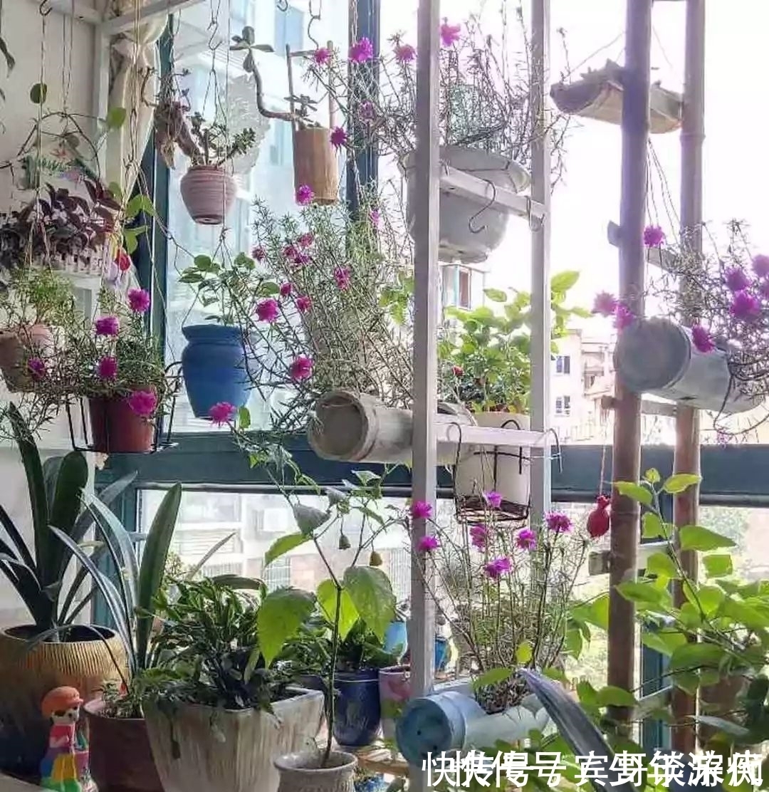 花园|养花技巧:客厅养一堆便宜花,一年四季开不停,没钱也能变花园!