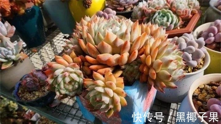 散光|多肉娇气不长个,根系裁一半“断水”一周,重新缀化,憋成小老桩