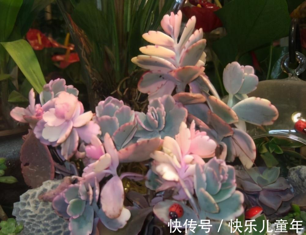 两种极好塑形的多肉,美观外形,各有千秋,但却都怕晒太阳