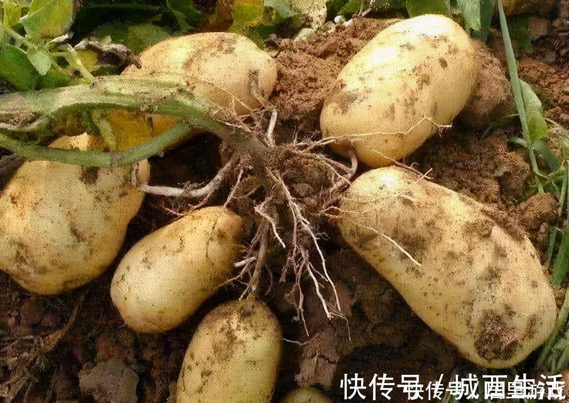 美容养生|聪明的人都在吃3种食物,美容养生、延缓衰老,谁吃谁受益!