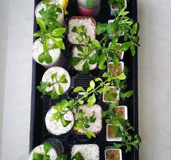 趁天|4种“残花梗”,趁天热赶紧剪,插土里10天生根,很快爆芽