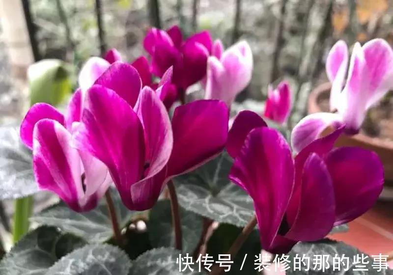 酸碱度|养花全靠1句话,这样养花保证能活