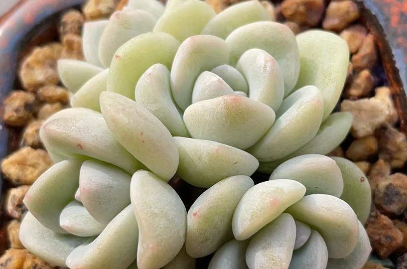 给多肉喷药?请注意7点,要不你可能把多肉喷挂了,自己还出问题