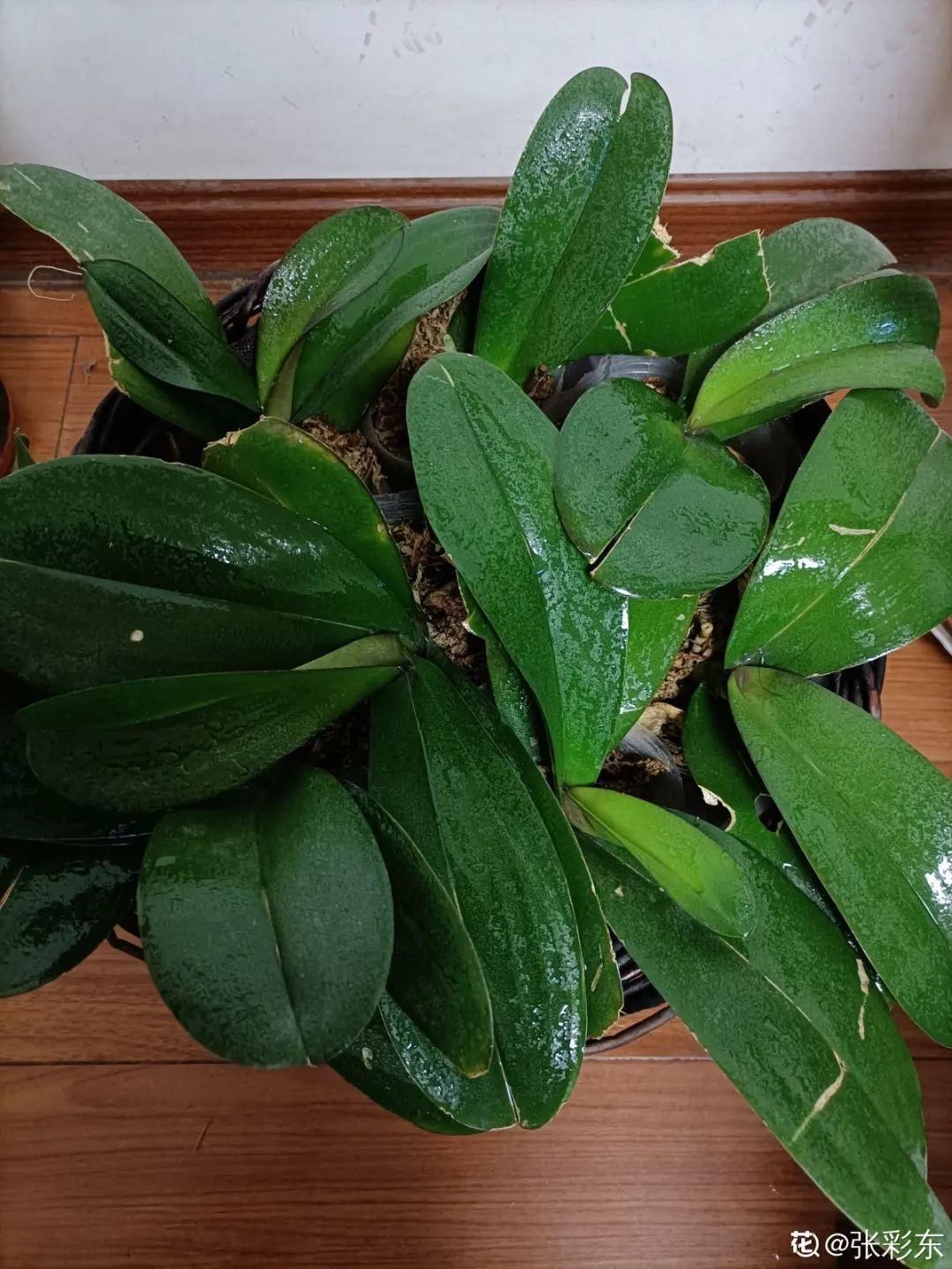 浇水|警惕秋老虎，别让你的花，度过夏天，却死在秋天