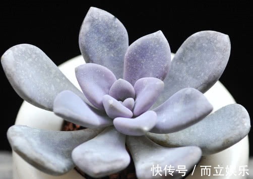 多肉冬美人怎么养教你3个小妙招,养出最饱满有光泽的冬美人