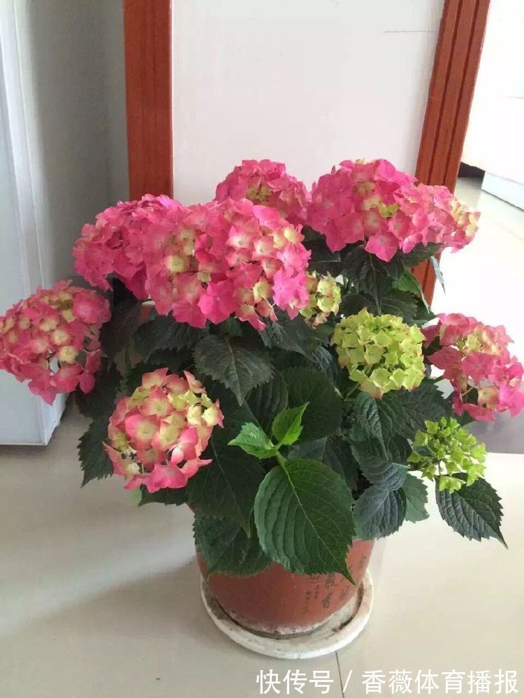 喜欢玫瑰,不妨养“玫瑰精品”卡罗拉,雍容华贵,寓意炽热的爱情