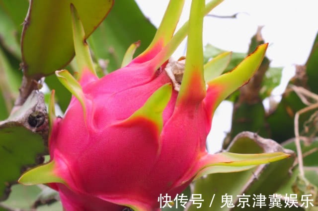 食物|女性在怀孕后,平时尽量多吃4种常见食物,或助胎儿预防“黄疸”