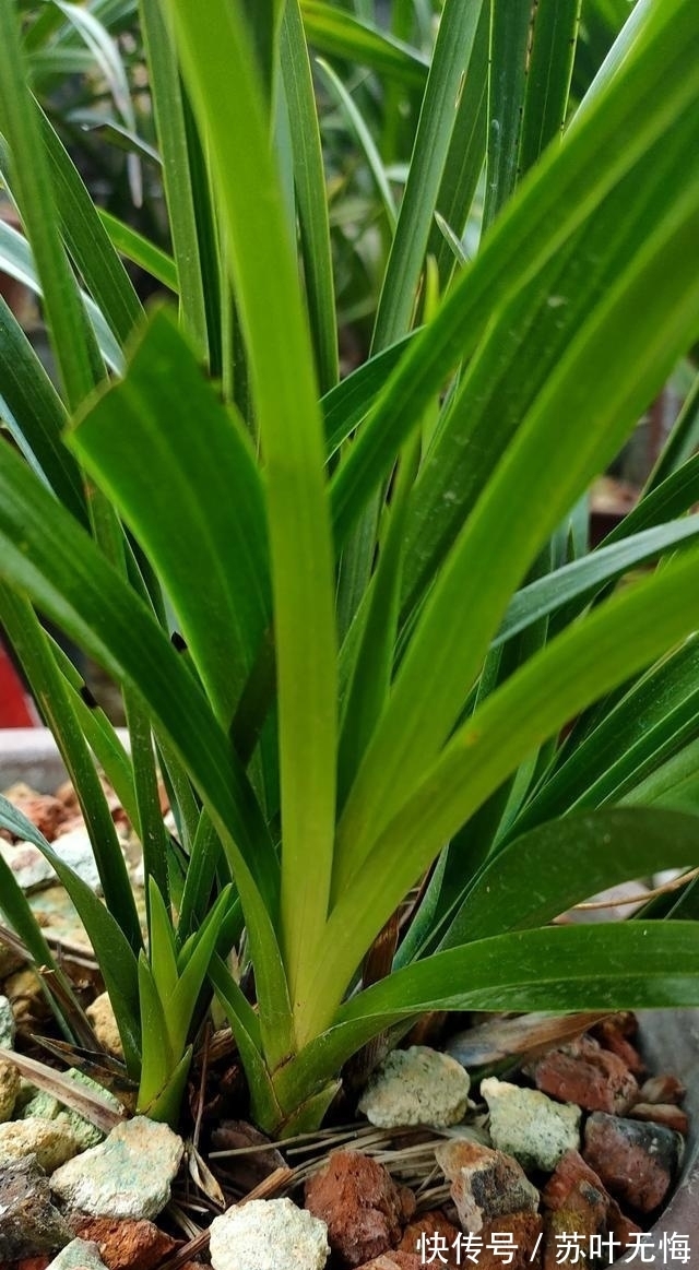 兰花想多冒芽？养护注意三动作，顺利春化，清香宜人小半年