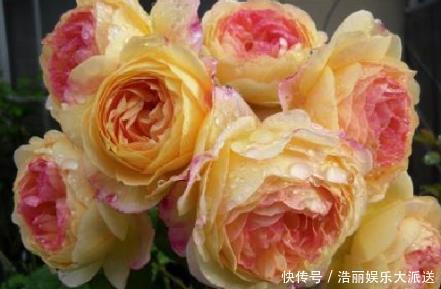 喜欢菊花,不如养盆“高档玫瑰”爱心,高贵冷艳,飘香四溢