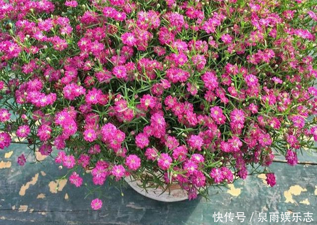 天竺葵|5种花不用管，盆栽地栽都好养，自己就能长成大花球，花开还惊艳