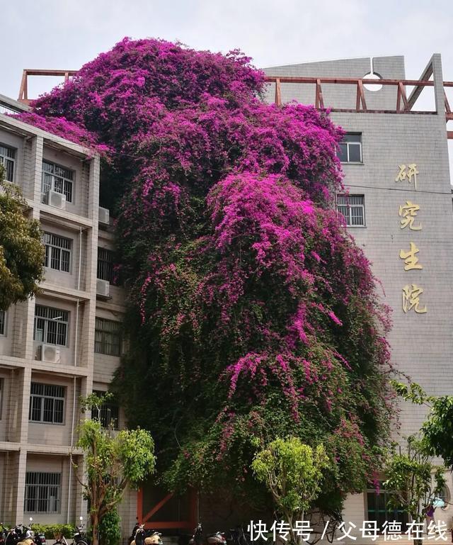 三角梅只长叶子不开花?秋天四不做,花朵多到看不见叶子