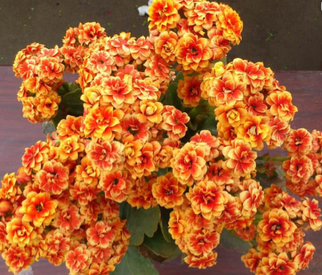 给长寿花喝点“催花水”,准保开花一茬接着一茬,花朵娇艳盆盆爆