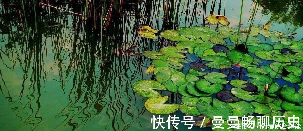水草|老话讲“钓鱼要钓草,不然要白跑”!但这4种水草钓也白跑