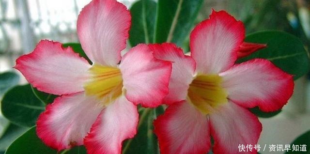 养花就养此3种，花大色艳开花爆盆，好养易活不操心，越养越喜欢