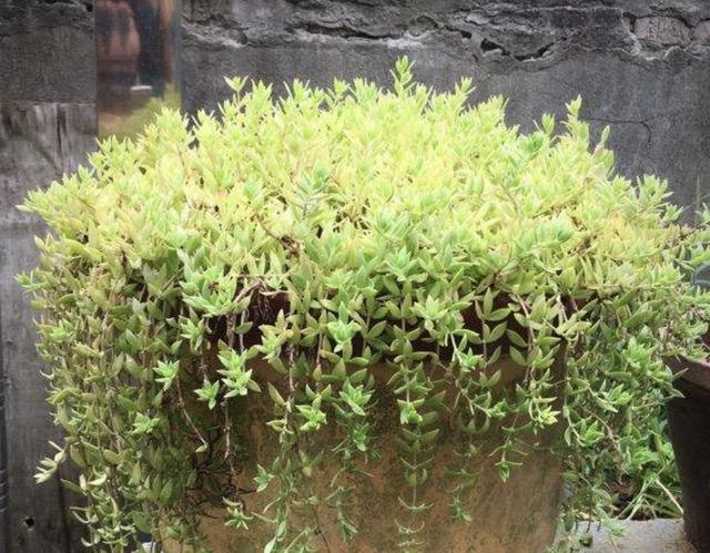 2种植物常被当成“野草”,花店老板娘却拔了“20棵”,卖18元!