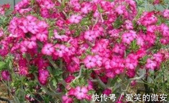 阳台|家里阳台必养此款花卉，一年四季开花不断，璀璨夺目超漂亮！