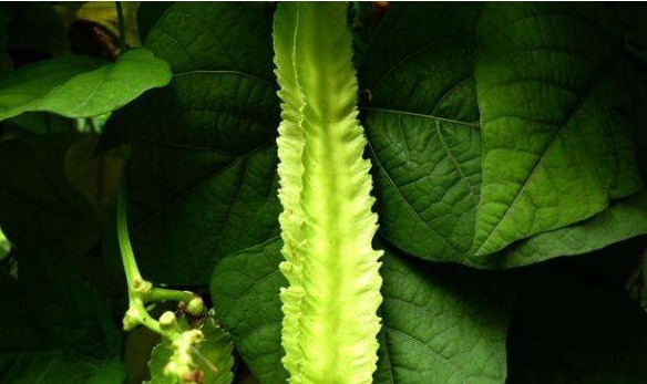 刮油消脂|冬季不妨多吃四种食物,美容养生、延缓衰老,好处多多