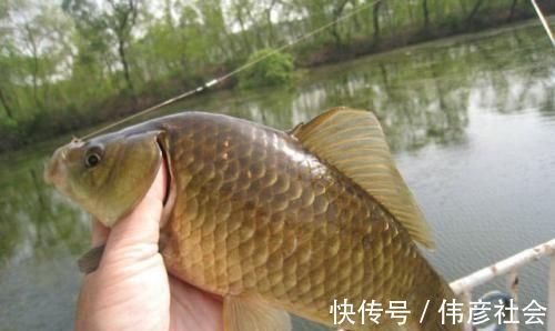 春末夏初|被大鲫鱼独宠的饵，老钓手都在用，大鲫鱼再贵我都不吃