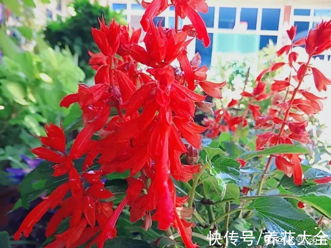 50种花春天播种,长满小院子,能开一整年