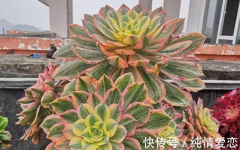 多肉法师老桩适合放在什么地方养?当然是通风好又宽敞的环境中了