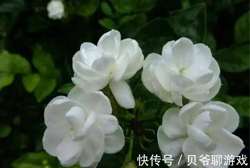 金边瑞香|此4种花，冬天再便宜也不要买，买一盆死一盆