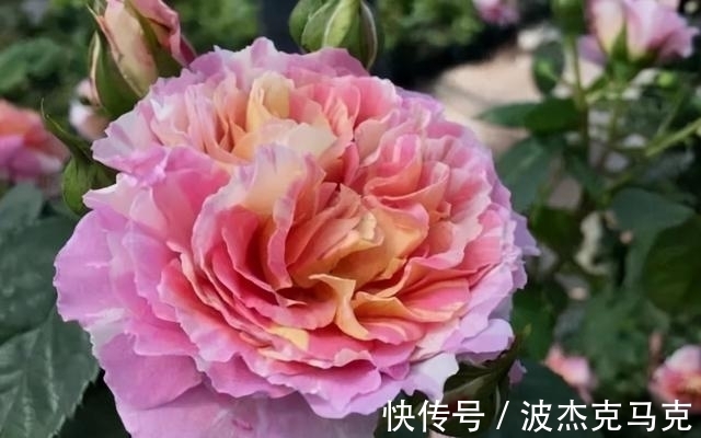 安吉拉|被淘汰掉的藤本月季，听起来很经典，实际是鸡肋